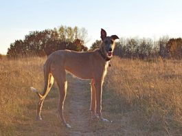 American Staghound