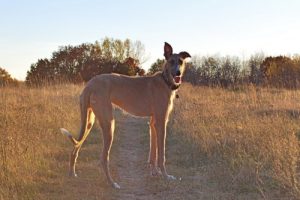 American Staghound – Facts, Puppies, Temperament, Breeders, Price