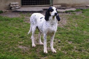 Ariegeois – Facts, Pictures, Puppies, Temperament, Breeders, Price