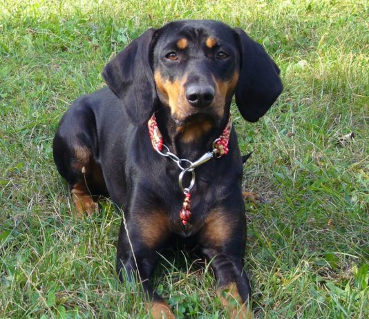 Austrian Black and Tan Hound