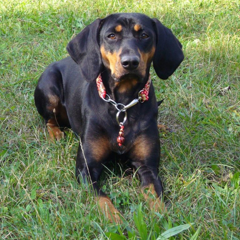 Austrian Black and Tan Hound