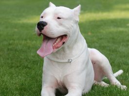 Dogo Argentino