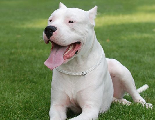 Dogo Argentino