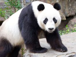 Giant Panda