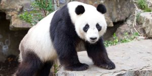 Giant Panda – Facts, Diet, Habitat, Behaviour, Breeding, Pictures, Characteristics