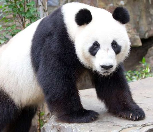 Giant Panda