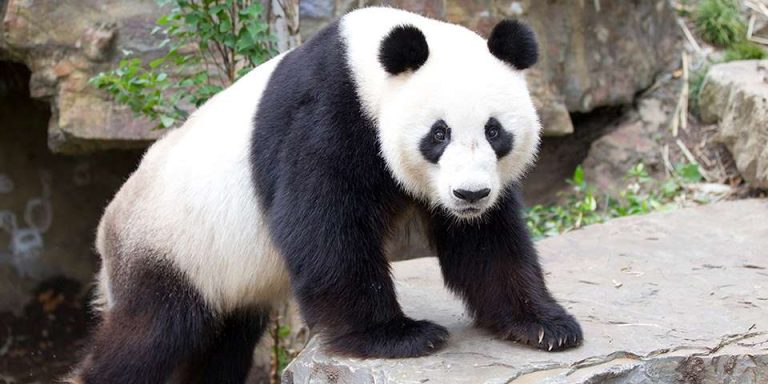 Giant Panda