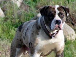 Alapaha Blue Blood Bulldog