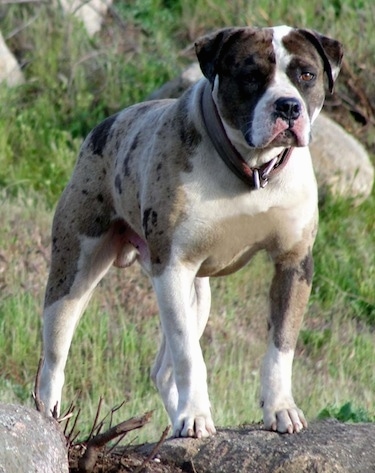 are alapaha blue blood bulldogs intelligent dogs