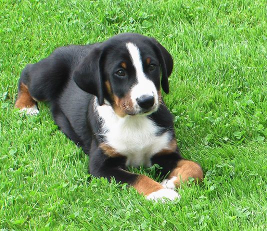 Appenzeller Sennenhund