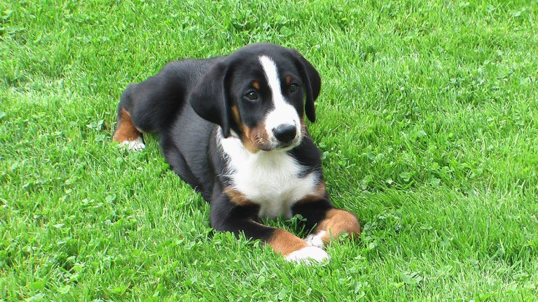 Appenzeller Sennenhund