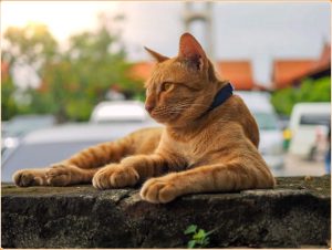 Arabian Mau – Active and Intelligent Cat That is Adapted to the Desert Lifestyle