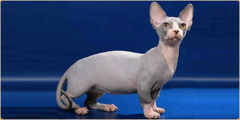 short legged sphynx cat