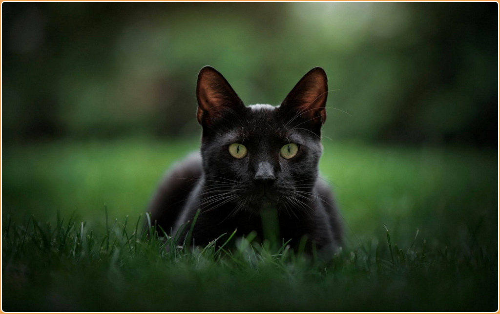 Bombay Cat