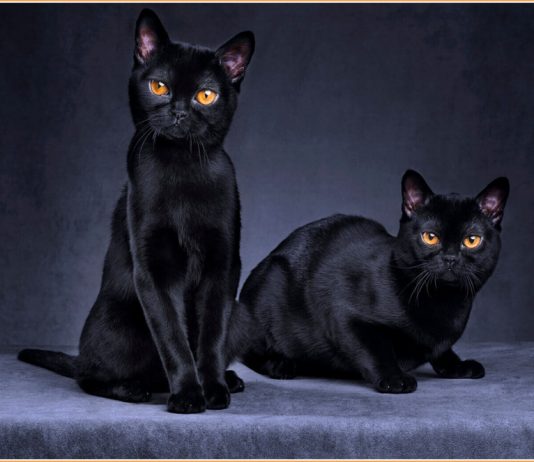 Bombay Cat