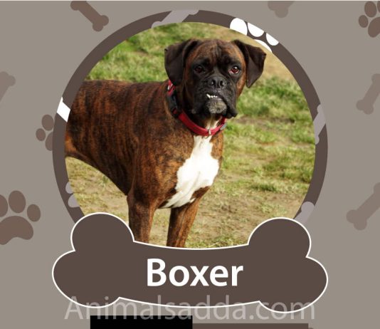 Boxer Dog