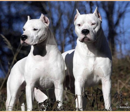 Brazilian Dogo