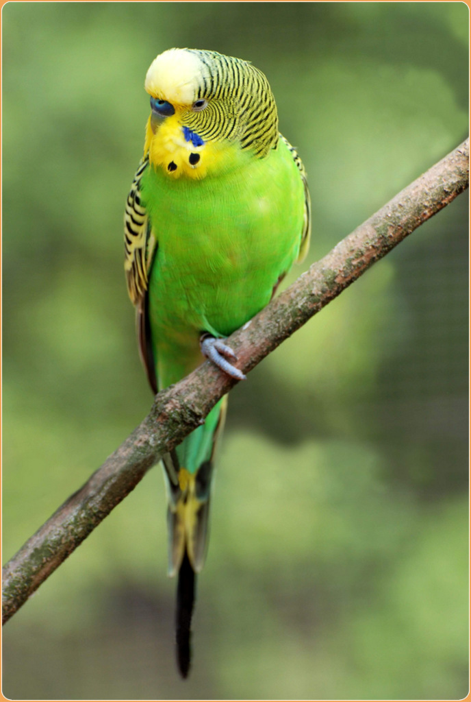 Budgerigar