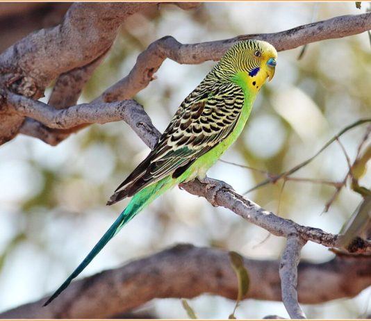 Budgerigar