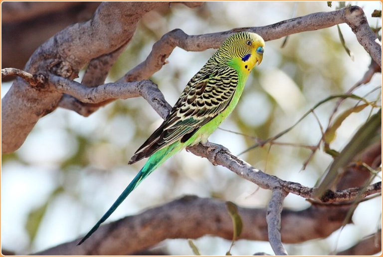 Budgerigar