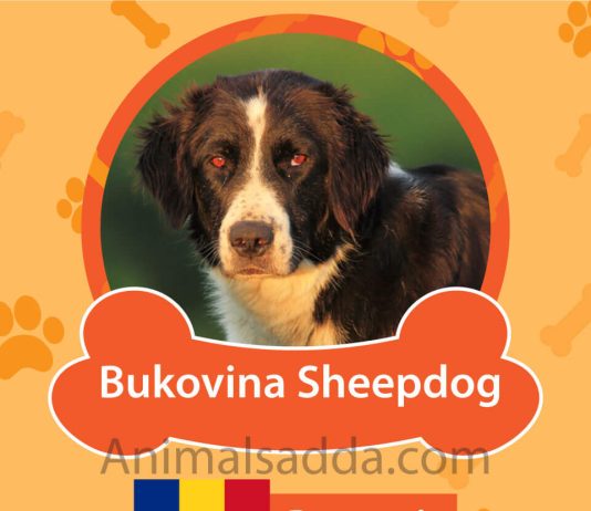 Bukovina Sheepdog