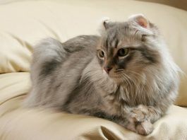 American Curl