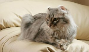 American Curl – Smart and Friendly Cat With Distinct Curled Ears