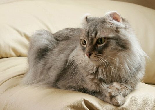 American Curl