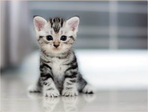 American Shorthair : Muscular, Adaptable and Sociable Cats