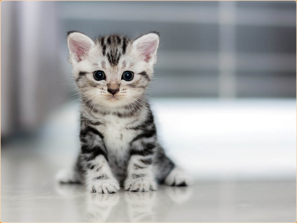 American Shorthair