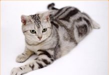 American Wirehair