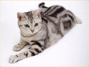 American Wirehair – Cat With Muscular Build and Distinct Wired Coat