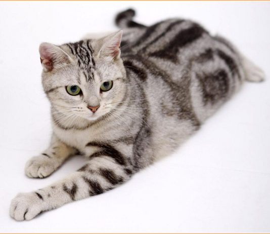 American Wirehair