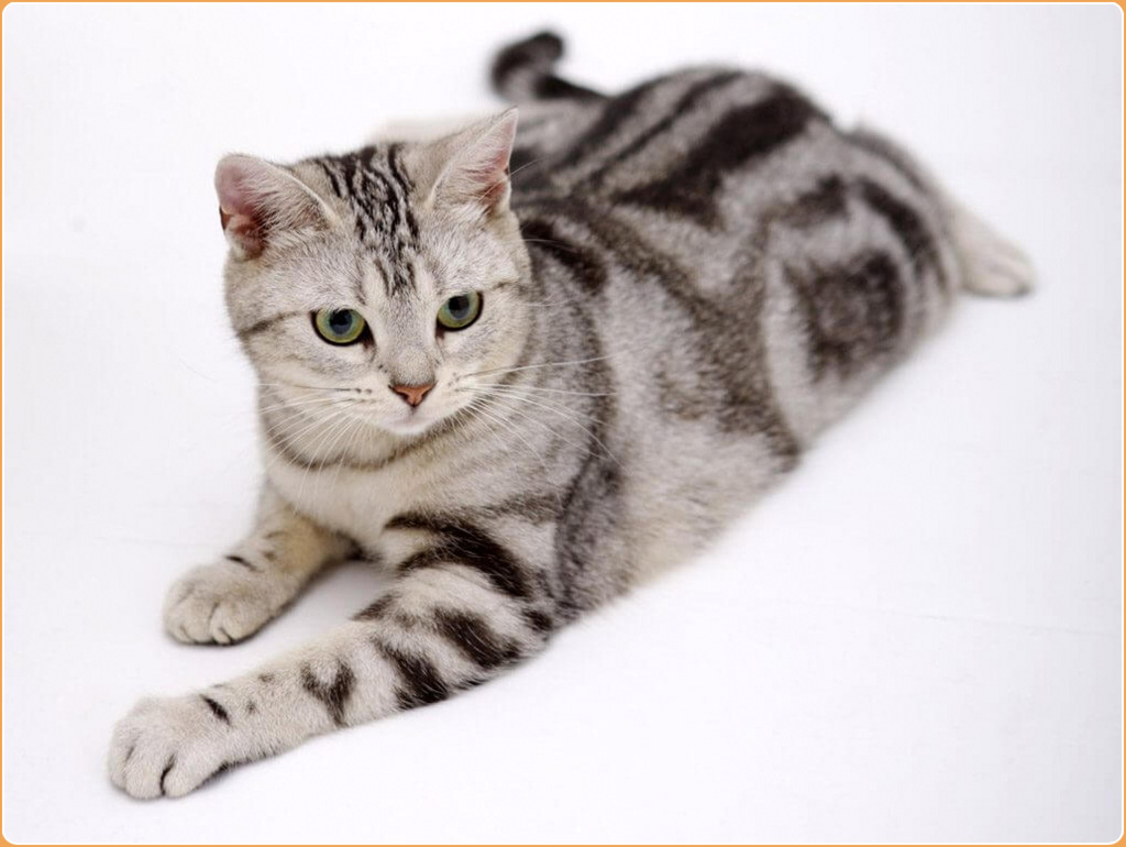 American Wirehair