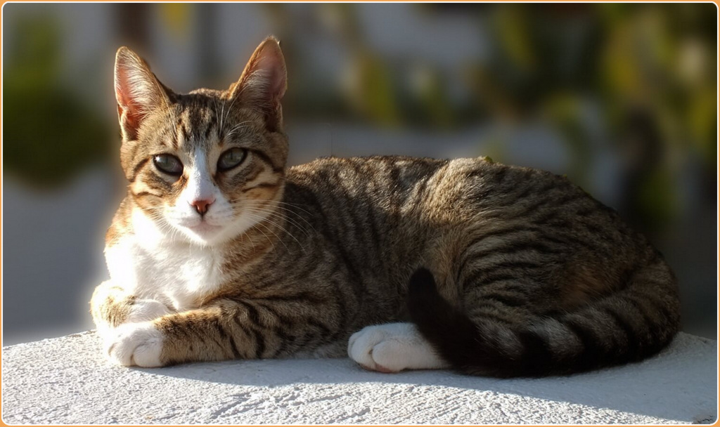 American Wirehair