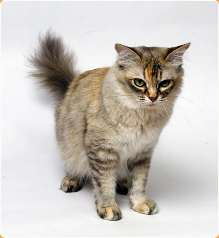 Asian Semi Longhair