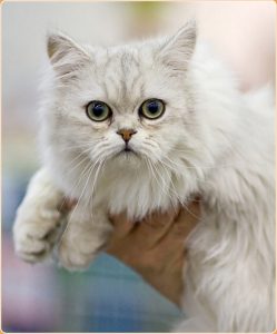 Asian Semi-Longhair : Stunningly Beautiful Cats