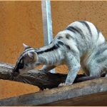 Banded Palm Civet