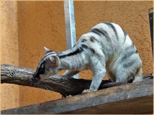 Banded Palm Civet – A Rare Nocturnal and Arboreal Mammal