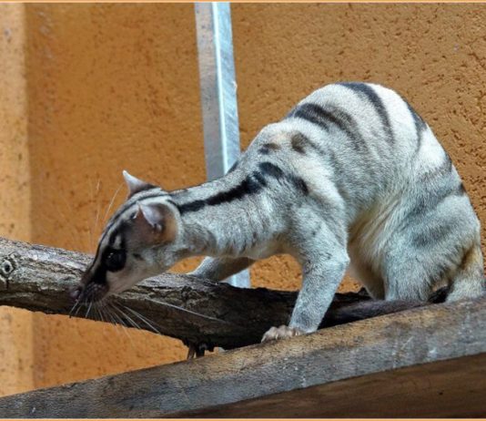 Banded Palm Civet