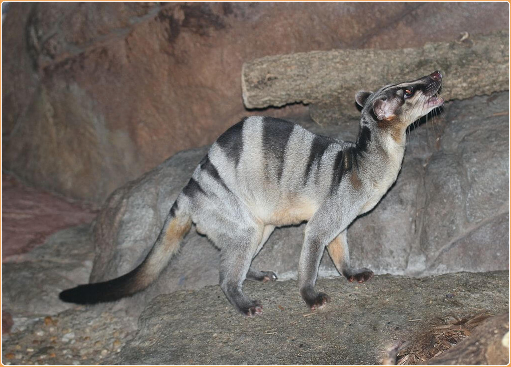 Banded Palm Civet