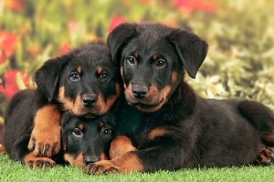 Beauceron – Highly Intelligent and Bossy in Nature