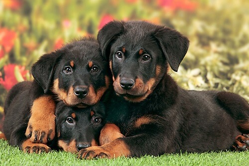 what is a beauceron used for