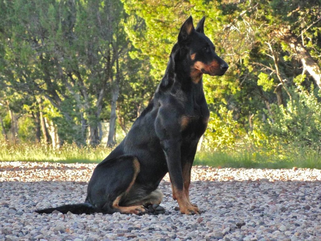 Beauceron Puppies Price Facts Pictures Temperament Appearance Characteristics Animals Adda