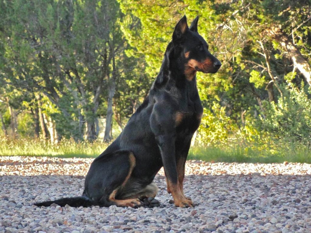 how much does a beauceron cost