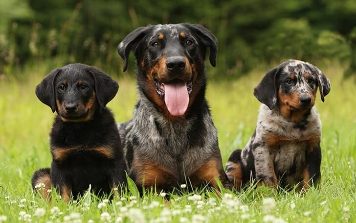 beauceron cost