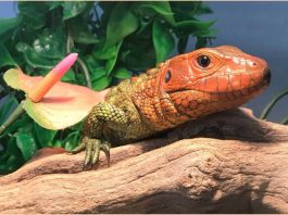 Caiman Lizard