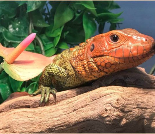 Caiman Lizard
