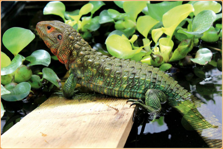 Caiman Lizard