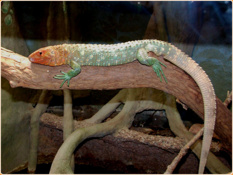 Caiman Lizard